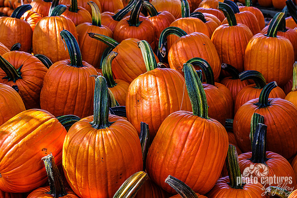 Large Pumpkins With Long Stems