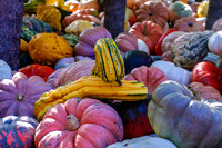 Lovely Array of Ornate Pumpkins