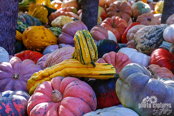 Lovely Array of Ornate Pumpkins