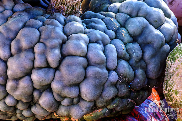 Marina di Chioggia heirloom pumpkin