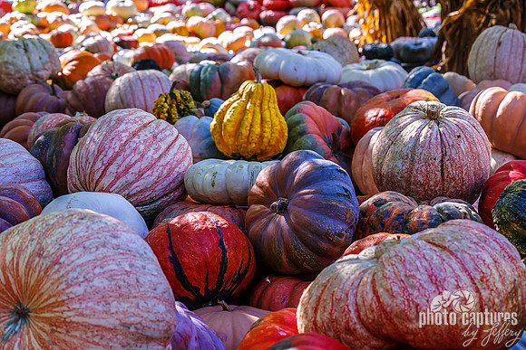 Ornate Pumpkins