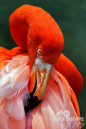 Caribbean Flamingo Tip Of Beak Showing