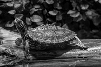 Black and White Yellow-botched Map turtle