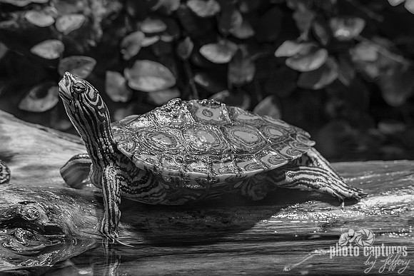 Black and White Yellow-botched Map turtle