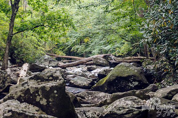 Trees rocks waterWest Prong Little Pigeon River