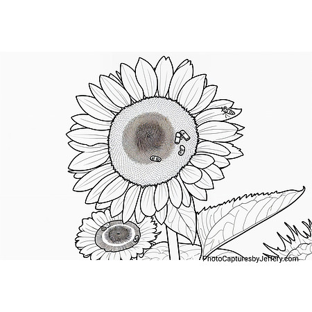 Five Honeybees on Sunflower