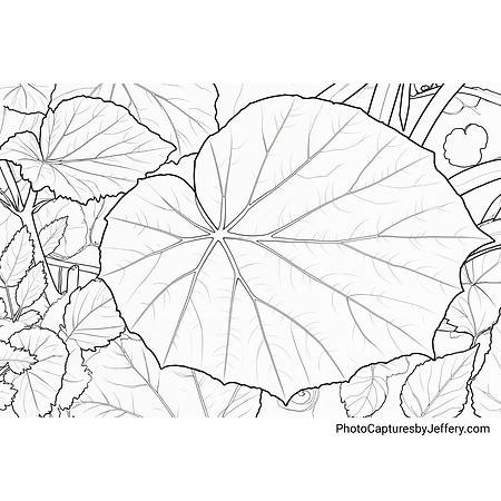 Begonia grandis leaves