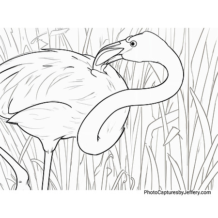 Caribbean Flamingo Beak Scratching