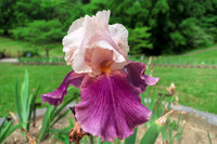 Irises