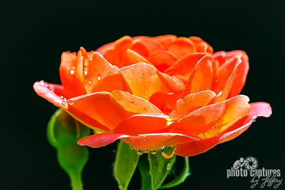 Water Droplets Under Rose