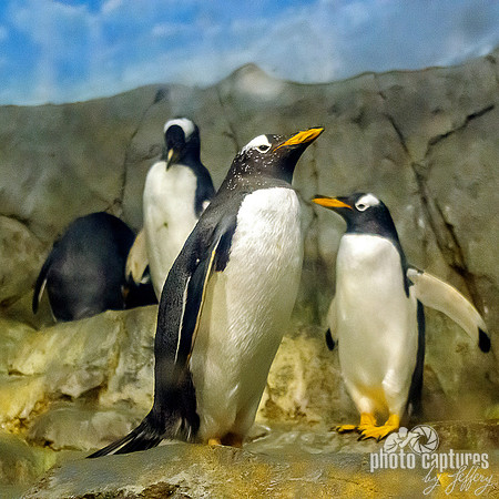 Gentoo Penguin four square format