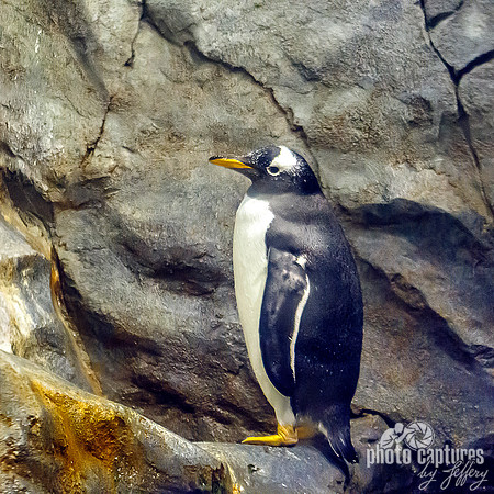 Gentoo Penguin side view square format