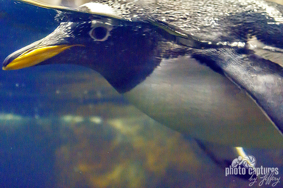 Gentoo Penguin under water Tennessee Aquarium