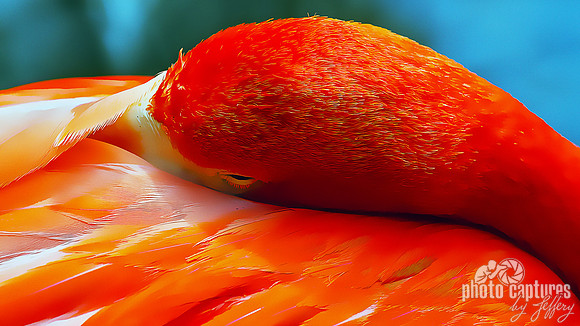 Caribbean Flamingo artistic rendering on A Summer Day