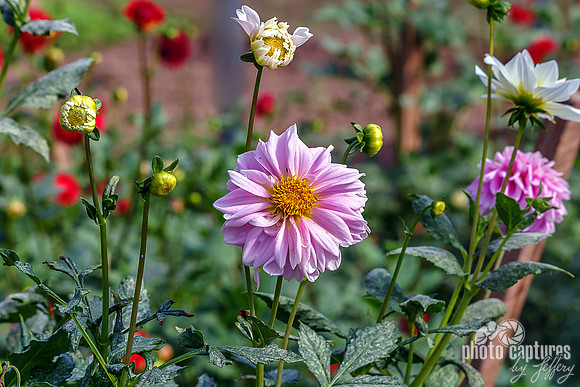 Colorful Dahlia Garden