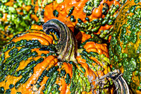 Grizzly Bear pumpkins Orange with Green Bumps