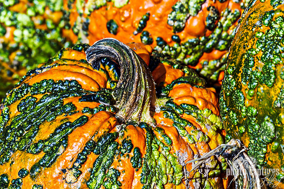 Grizzly Bear pumpkins Orange with Green Bumps