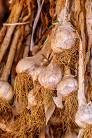 Portrait of Garlic Hanging Being Cured
