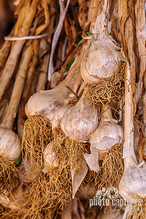 Portrait of Garlic Hanging Being Cured