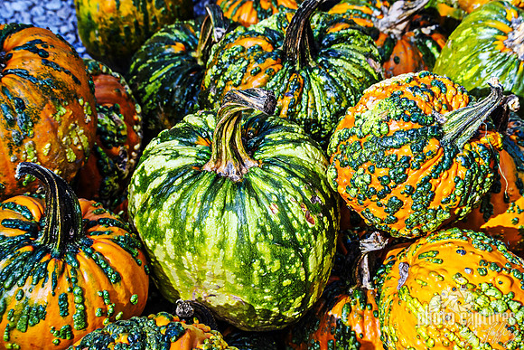 Green Orange Grizzly Bear pumpkins