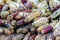 Colorful flint corn