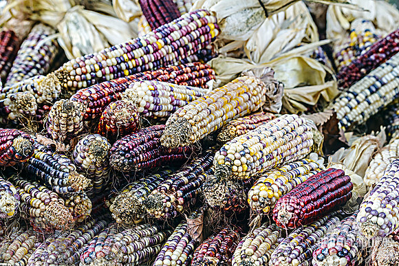 Colorful flint corn
