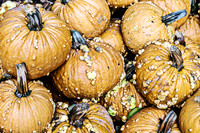 Orange Grizzly Bear pumpkins