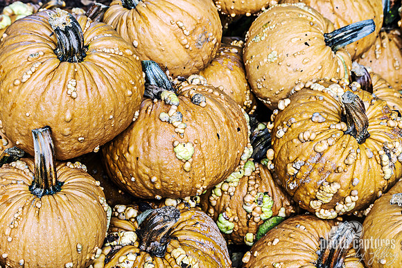Orange Grizzly Bear pumpkins