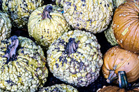 Orange Yellow Grizzly Bear pumpkins