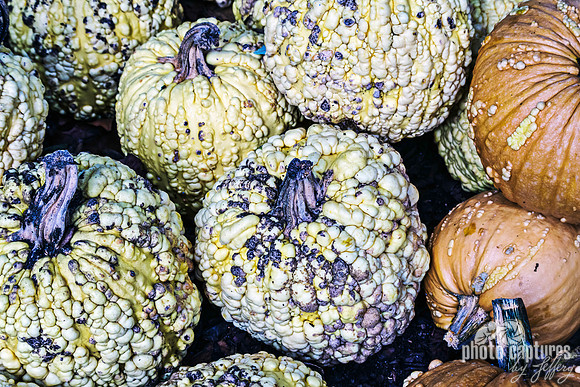 Orange Yellow Grizzly Bear pumpkins