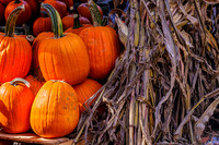 Orange Pumpkins Dried Corn Stalks
