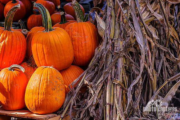 Orange Pumpkins Dried Corn Stalks