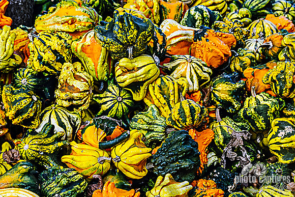 Ornamental gourds