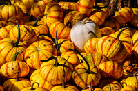 Pile of Blaze Pumpkins with White Pumpkin