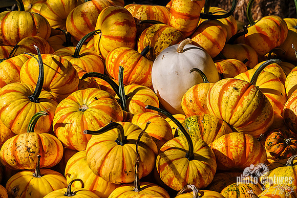 Pile of Blaze Pumpkins with White Pumpkin