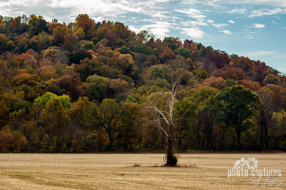 Barren Tree in field fall tree colours