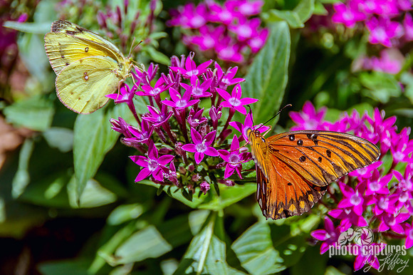 Gulf Fritillary Cloudless Sulphur Butterflies artistic rendering
