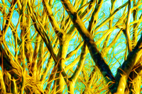 Late Evening View of Barren Tree artistic