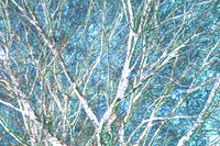 Barren Hackberry Tree Early Winter Against Light Blue Sky