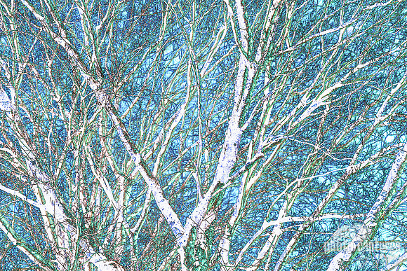 Barren Hackberry Tree Early Winter Against Light Blue Sky