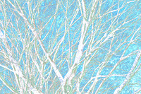 Barren Hackberry Tree Early Winter Against Pale Blue Sky