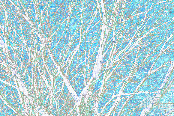 Barren Hackberry Tree Early Winter Against Pale Blue Sky