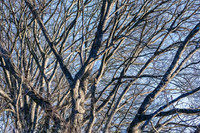 Barren Winter Tree Artistic Rendering Painterly