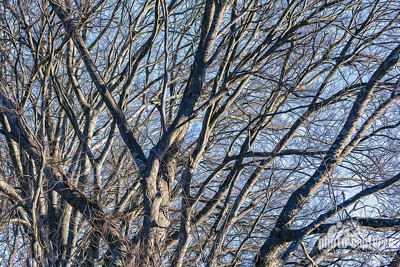 Barren Winter Tree Artistic Rendering Painterly