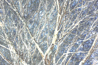 Barren Winter Tree Artistic Rendering