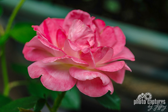 Pink Red Rose