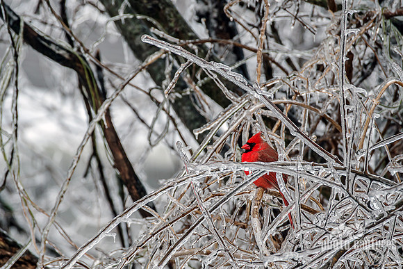 A vibrant male Northern Cardinal perched Ice Covered Branches