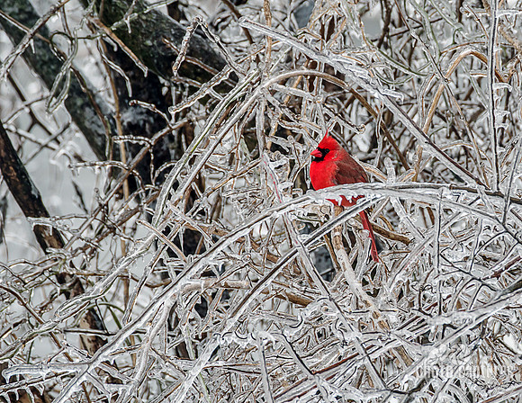 A vibrant male Northern Cardinal perched Wintertime