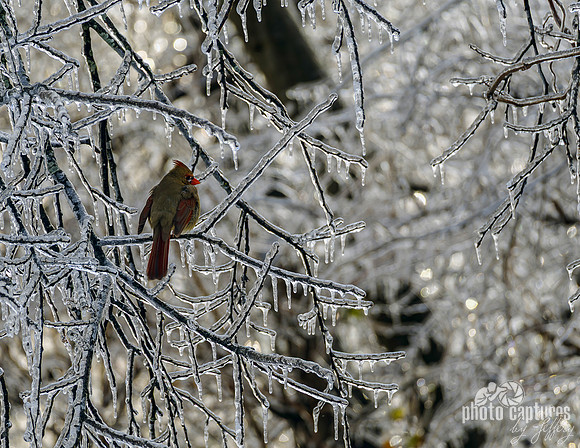 Backside Female Northern Cardinal Ice Covered Branches