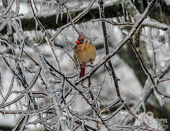 Female Northern Cardinal Perched Ice Covered Branches